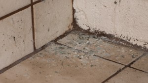 Commercial Mold Removal in Alpharetta, GA