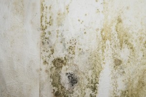 Mildew Removal