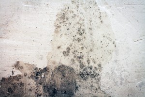 Mold Remediation