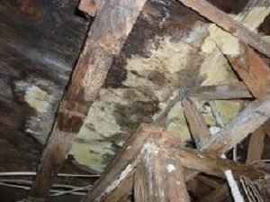 Mold in Crawl Space Atlanta GA