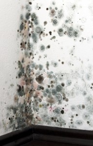 Mold Removal Alpharetta GA