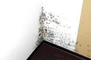 Mold Removal Duluth GA