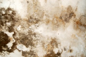 Mold Removal Roswell GA
