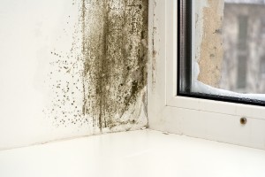 Mold in House Alpharetta GA