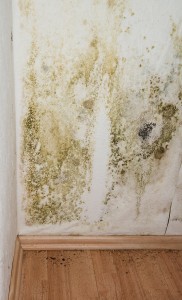 Mold Treatment Atlanta GA