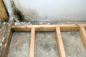 Black Mold Removal Gwinnett GA