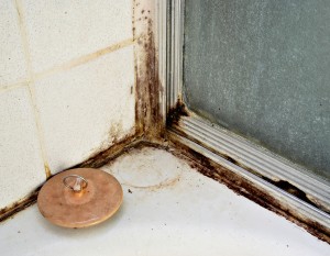 Black Mold Removal Roswell GA