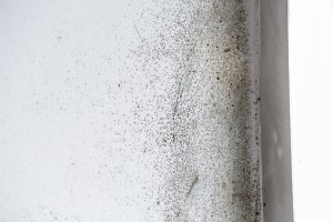 Mold Removal Buckhead GA