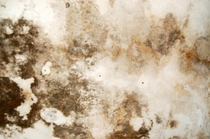 Mold Removal Atlanta GA