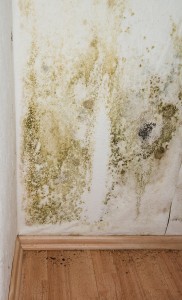 Professional Mold Removal Atlanta GA